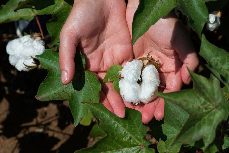 Lemooree Hair Building Fibers Natural Plant Cotton fibers Hypoallergenic